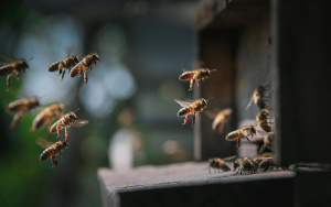 Découverte de l&rsquo;apiculture et de l&rsquo;abeille noire des Landes