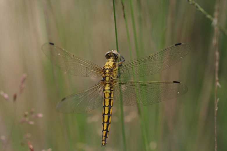 Formation Libellules