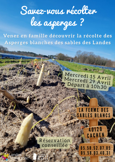 Savez-vous récolter les asperges ?