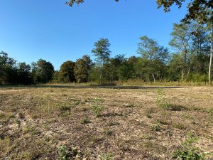 52890889  – Terrain à RION DES LANDES