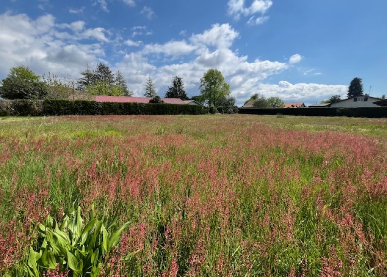 51937312  – Terrain à LIT ET MIXE