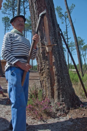 Les gemmeurs à l&rsquo;honneur à Marquèze