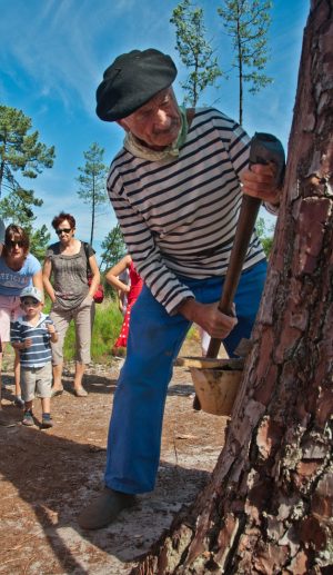 Les gemmeurs à l&rsquo;honneur à Marquèze