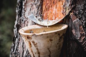 Les gemmeurs à l&rsquo;honneur à Marquèze