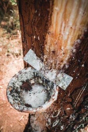 Les gemmeurs à l&rsquo;honneur à Marquèze
