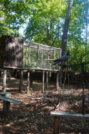 Faune et traditions à Marquèze