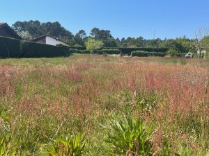 51937312  – Terrain à LIT ET MIXE