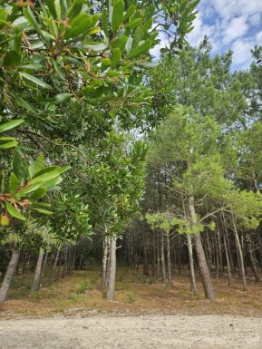 Studio avec vue sur la forêt