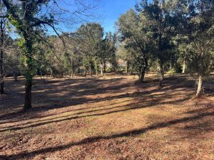 52972018  – Terrain à LABENNE