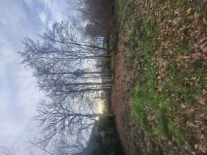 51951092  – Terrain à SANGUINET