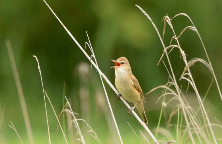 Les chants d&rsquo;oiseaux des Barthes