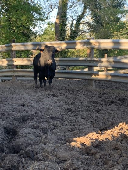 Semaine landaise / Aventur&rsquo;à la plage: vaches sous les bois