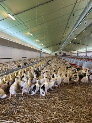 Portes ouvertes à la découverte des producteurs de Foie Gras à Sainte-Colombe