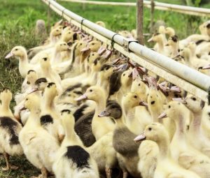 Portes ouvertes à la découverte des producteurs de Foie gras à Mauries