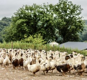 Portes ouvertes à la découverte des producteurs de Foie gras à Mauries