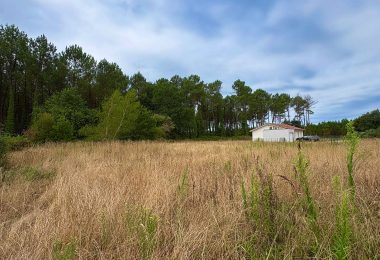 53138541  – Terrain à RION DES LANDES
