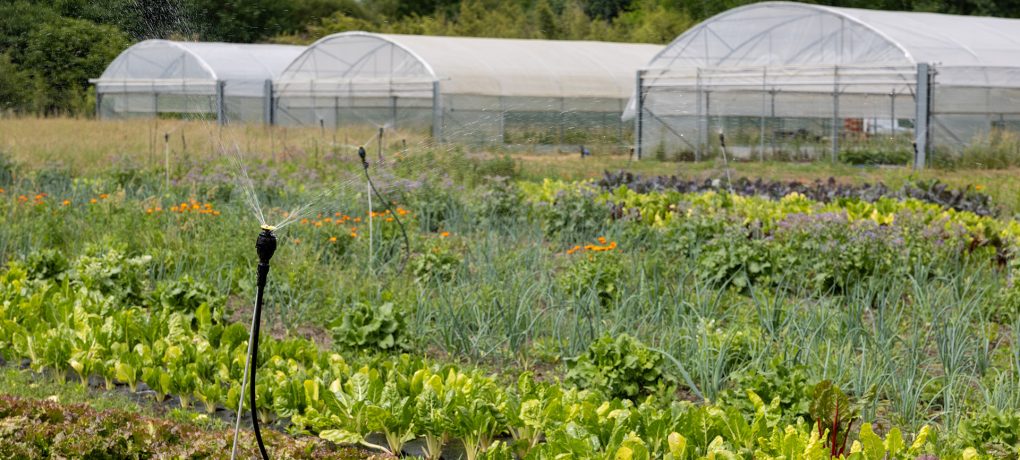 ETAL40 : des légumes cultivés à 50 mètres de la cantine à Morcenx