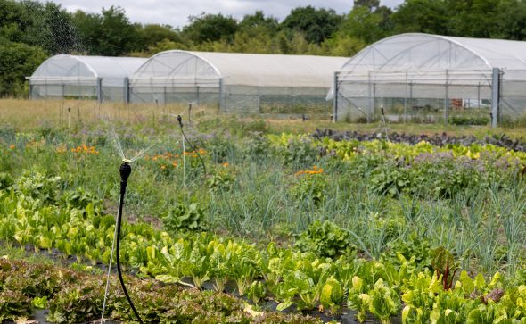 ETAL40 : des légumes cultivés à 50 mètres de la cantine à Morcenx