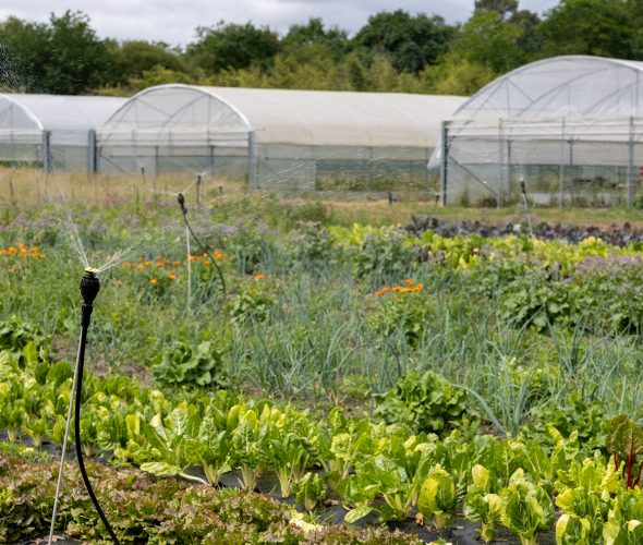ETAL40 : des légumes cultivés à 50 mètres de la cantine à Morcenx