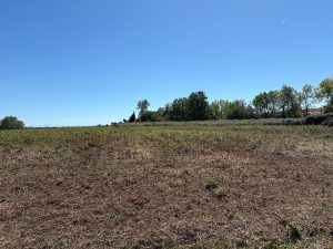 53159445  – Terrain à ST GEOURS D AURIBAT