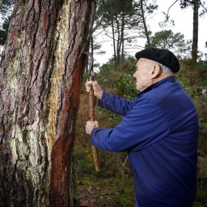 Visite du Sentier des résiniers : visite spéciale vacances de la Toussaint