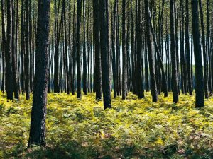 Visite du Sentier des résiniers : visite spéciale vacances de la Toussaint