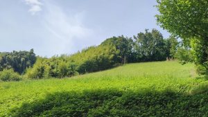 52568760  – Terrain à LABATUT