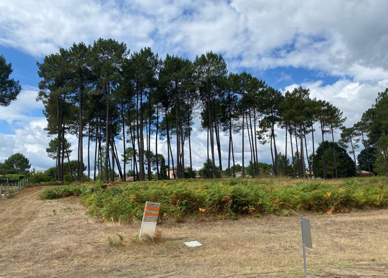 53204311  – Terrain à RION DES LANDES