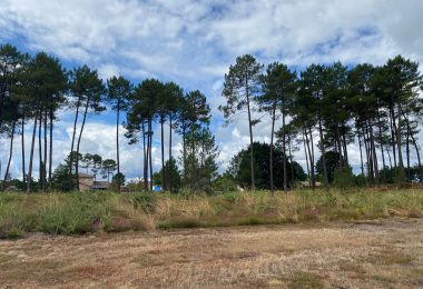 53204359  – Terrain à RION DES LANDES