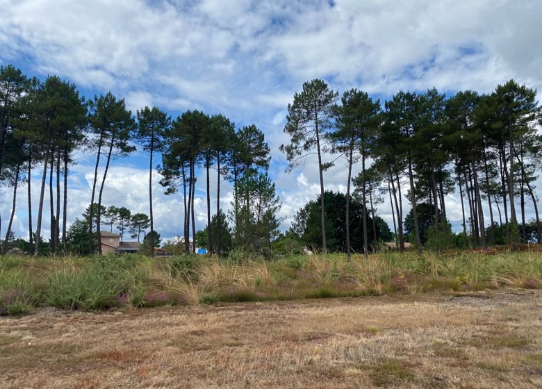 53204359  – Terrain à RION DES LANDES