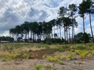 53204359  – Terrain à RION DES LANDES