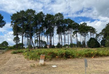 53204311  – Terrain à RION DES LANDES