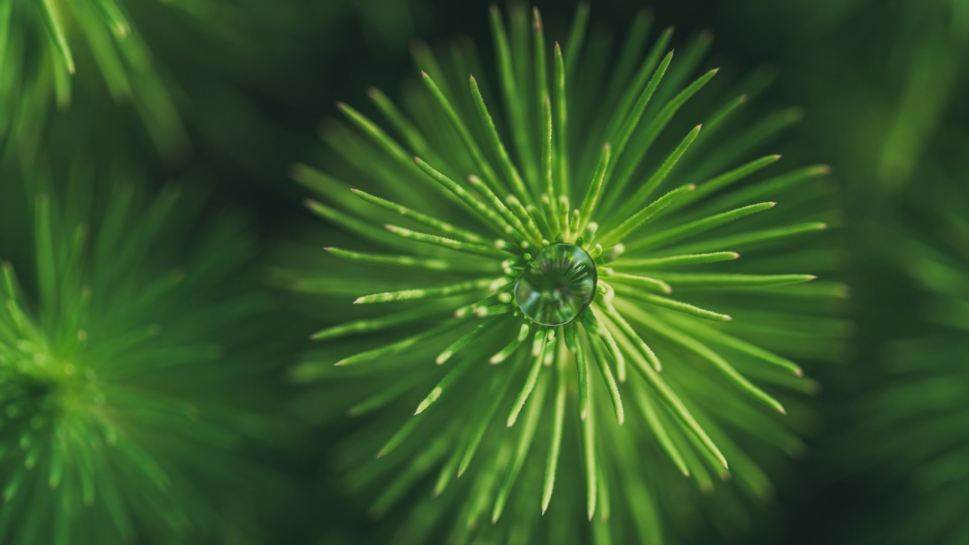 Goutte d'eau en suspension sur l'aiguille d'un pin, symbolisant la croissance et le potentiel du domaine des possibles